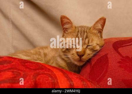 Eine Ginger-Tabby-Katze, die auf einem Sofa auf roten Kissen schläft. Stockfoto