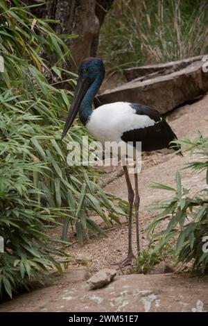 Der Jabiru oder Schwarzhalsstorch ist ein schwarz-weißer Wasservogel, der beeindruckend 1,3m m hoch ist und eine Flügelspanne von etwa 2m m hat. Kopf und Hals schon Stockfoto