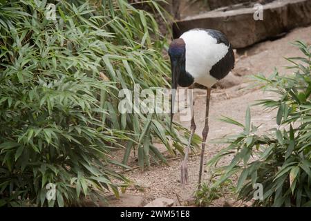 Der Jabiru oder Schwarzhalsstorch ist ein schwarz-weißer Wasservogel, der beeindruckend 1,3m m hoch ist und eine Flügelspanne von etwa 2m m hat. Kopf und Hals schon Stockfoto