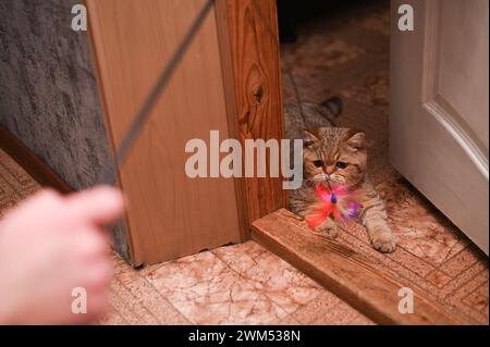 Mit einem Katzenspielzeug mit einer Katze spielen Stockfoto