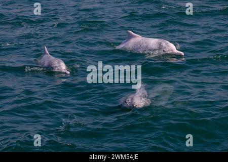 Indo-Pazifischer Buckeldelfin/Chinesischer Weißer Delfin/Rosa Delfin (Sousa Chinensis) in den Gewässern von Hongkong Stockfoto
