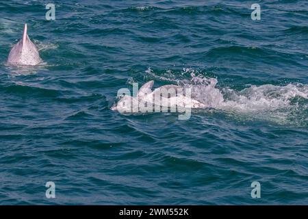 Indo-Pazifischer Buckeldelfin/Chinesischer Weißer Delfin/Rosa Delfin (Sousa Chinensis) schwimmt auf seinem Rücken in den Gewässern von Hongkong Stockfoto