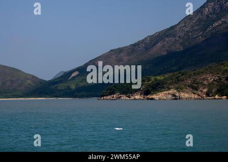 Indo-Pazifischer Buckeldelfin/Chinesischer Weißer Delfin/Rosa Delfin (Sousa Chinensis) in den Gewässern von Süd-Lantau, Hongkong Stockfoto
