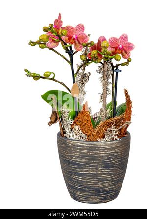 Nahaufnahme einer isolierten Orchideenblume mit Geschenkdekoration Stockfoto