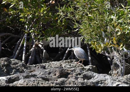 Der quergestreifte Reiher (Butorides striata) wird auch als Mangrovenreiher bezeichnet Stockfoto