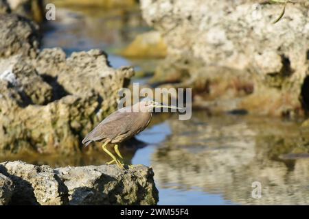 Streifenreiher (Butorides striata) auf der Jagd nach Nahrung Stockfoto