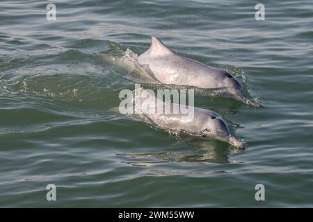 Seltener Anblick von zwei jungen indopazifischen Buckeldelfinen (Sousa Chinensis), die nebeneinander in den Gewässern von Hongkong schwimmen Stockfoto