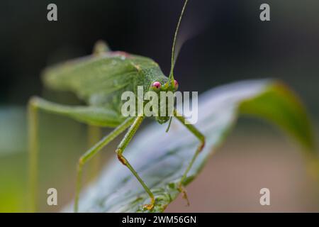 Ein grüner Grashüpfer auf einem Blatt in der Natur Stockfoto