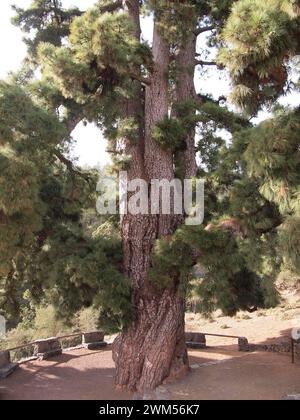 Pino Gordo - pinus canariensis (Vilaflor de Chasna, Teneriffa, Kanarische Inseln, Spanien) Stockfoto