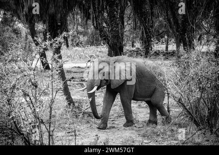 Ein Elefant im Nyerere Nationalpark Tansania Stockfoto