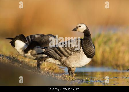 Vogelgans - Barnacle Gänse Branta leucopsis Zugvogel ruht in Polen Europa, Herbst Stockfoto