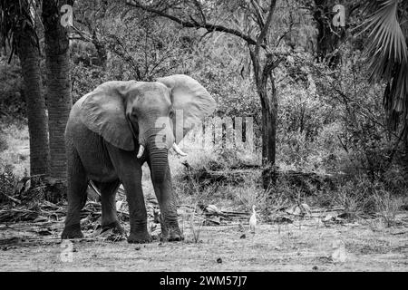 Ein Elefant im Nyerere Nationalpark Tansania Stockfoto