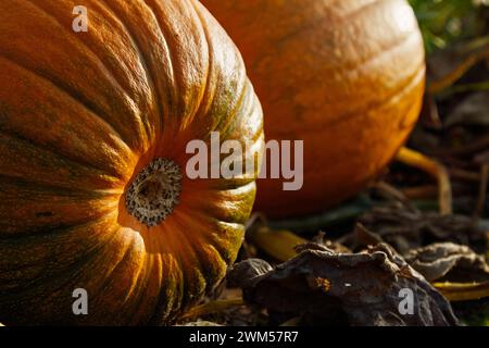 Orange Pumpkins, Cucurbita, auf dem Boden, wächst auf Einem Feld, Großbritannien Stockfoto