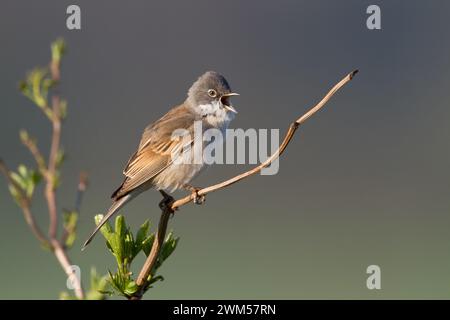 Vogel Whitethroat Sylvia communis männlich Polen, Europa Stockfoto