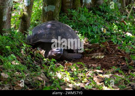 Riesenschildkröte schläft im Schatten der Bäume auf den Galapagos-Inseln Stockfoto