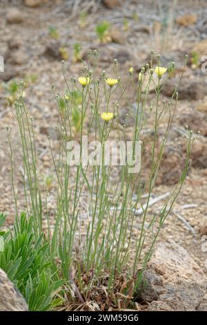 Kanarische Insel-Kopfsalat / Flor de malpais (Tolpis webbii), ein Endemit Teneriffa, blüht im Botanischen Garten El Portillo, Teide Nationalpark, Tene Stockfoto