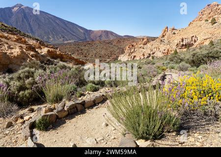 Endemische Wildblumen blühen im Frühling auf einem Wanderweg in der Caldera Las Canadas unterhalb des Teide-Nationalparks, Teneriffa, Mai. Stockfoto