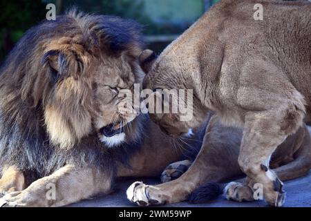 24. Februar 2024, Liberec, Tschechische Republik: Barbary Lion, männlich Terry genannt und weiblich Shani (geboren in Frankreich), spielen Togenther in einem Gehege im Zoo von Liberec in Tschechien. Der Berberlöwe, auch als Atlaslöwe bezeichnet, ist eine afrikanische Löwenpopulation, die als ausgestorben in freier Wildbahn gilt. Die zoologischen Exemplare des Berberlöwen reichen von hell bis dunkel gelbbraun. (Kreditbild: © Slavek Ruta/ZUMA Press Wire) NUR REDAKTIONELLE VERWENDUNG! Nicht für kommerzielle ZWECKE! Stockfoto