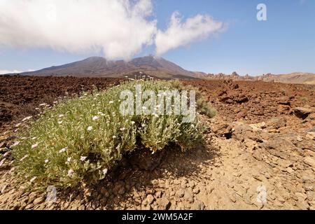 Sträucher (Pterocephalus lasiospermus) blüht in der Caldera Las Canadas mit dem Teide im Hintergrund, Teide Nationalpark, Teneriffa, Mai. Stockfoto