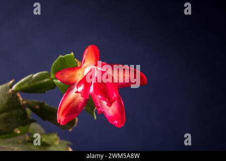 Lebendige und farbenfrohe Makroaufnahme, die die exquisite Schönheit einer blühenden Kaktusblüte mit zarten Blütenblättern und komplizierten Blüten einfängt Stockfoto