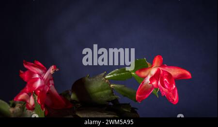 Nahaufnahme einer leuchtenden Kaktusblüte in voller Blüte, die komplizierte Details der Blütenblätter und leuchtende Farben vor einem verschwommenen Hintergrund zeigt Stockfoto
