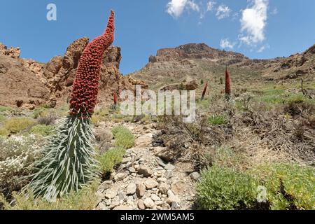 Mount Teide Bugloss / Turm der Juwelen (Echium wildpretii) blüht in Las Canadas Caldera unterhalb des Mount Guajara, Teide Nationalpark, Teneriffa, Mai. Stockfoto