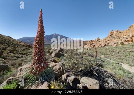 Mount Teide Bugloss / Turm der Juwelen (Echium wildpretii) blüht unter dem Teide, Teide Nationalpark, Teneriffa, Kanarische Inseln, Mai 2023. Stockfoto