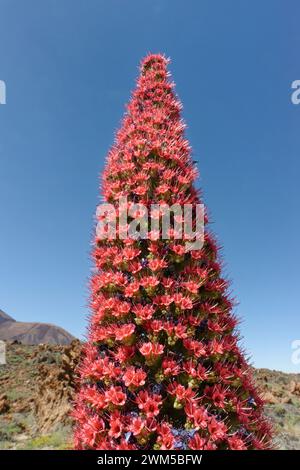 Mount Teide Bugloss / Turm der Juwelen (Echium wildpretii) blühend, Teide Nationalpark, Teneriffa, Kanarische Inseln, Mai 2023. Stockfoto