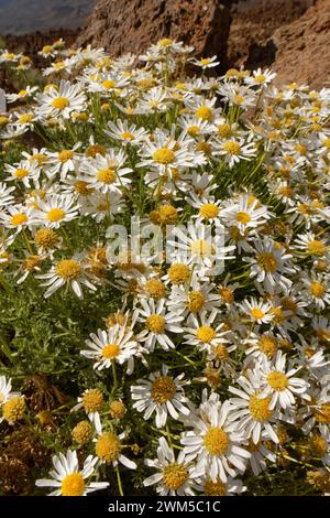 Teide marguerite / Teneriffa Gänseblümchen (Argyranthemum teneriffae) blüht im Teide Nationalpark, Teneriffa, Mai. Stockfoto