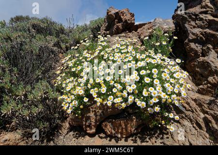 Teide marguerite / Teneriffa Gänseblümchen (Argyranthemum teneriffae) blüht im Teide Nationalpark, Teneriffa, Mai. Stockfoto