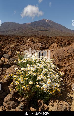 Teide marguerite / Teneriffa Gänseblümchen (Argyranthemum teneriffae) Klumpen blühen in Las Canadas Caldera mit Teide im Hintergrund, Teide National Stockfoto