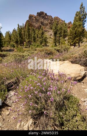 Teide Wallflower (Erysimum scoparium) Klumpen blühen in der Caldera Las Canadas unterhalb von Montana del Cedro, Teide Nationalpark, Teneriffa, Mai. Stockfoto