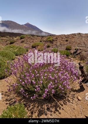 Teide Wallflower (Erysimum scoparium) Klumpen blühen in der Caldera Las Canadas unterhalb des Teide, Teide Nationalpark, Teneriffa, Mai. Stockfoto