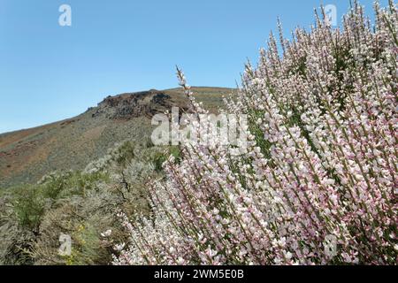 Teide weißer Besen (Spartocytisus supranubius) blüht an einem vulkanischen Hang, Teide Nationalpark, Teneriffa, Mai. Stockfoto