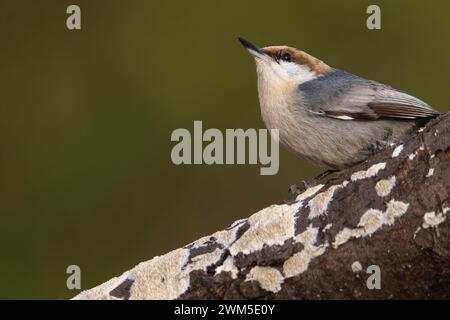 Ein braunköpfiger Nackthaken, der auf einem wilden Kirschbein thront Stockfoto