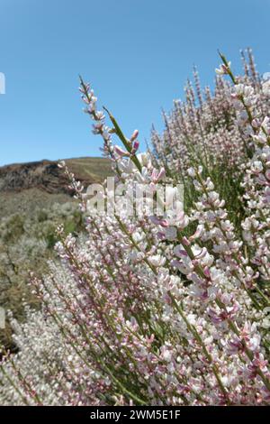 Teide weißer Besen (Spartocytisus supranubius) blüht an einem vulkanischen Hang, Teide Nationalpark, Teneriffa, Mai. Stockfoto
