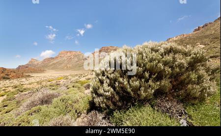 Teide weißer Besen (Spartocytisus supranubius), der im Mai in Las Canadas caldera, Teide Nationalpark, Teneriffa, blüht. Stockfoto