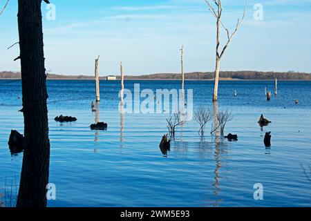 Tote Baumstämme ragen an einem kalten, klaren Wintertag im Manasquan Reservoir in Howell, New Jersey aus dem Wasser Stockfoto