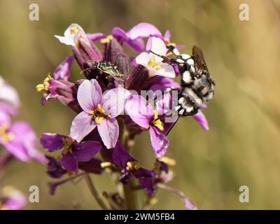 Kuckucksucher-Biene (Melecta curvispina), ein Parasit von Blumenbienen, ein endemisches kanarisches Tier, das von Teide Wallflower (Erysimum scoparium) Teneriffa gefressen wird. Stockfoto