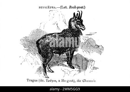 Fotografie Gradient of Plate from Boys Own Natural History 1891. John George Wood oder Reverend J. G. Wood war ein Schriftsteller, der die Naturgeschichte populär machte. Stockfoto