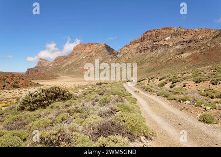 Siete Canadas Pfad, flankiert von Klumpen endemischer Hosen und vulkanischen Gipfeln, Teide Nationalpark, Teneriffa, Kanarische Inseln, Spanien, Mai. Stockfoto