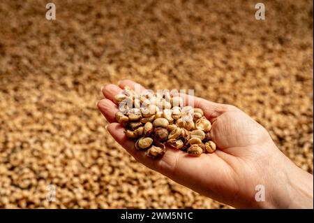 Nahaufnahme mit Rohkaffeebohnen, die trockenes grünes Saatgut aufhäufen. Farmer's Hands wählten in der Öko-Farm Rohkorn aus. Arabica-Kaffeebohne aus der Farm Stockfoto