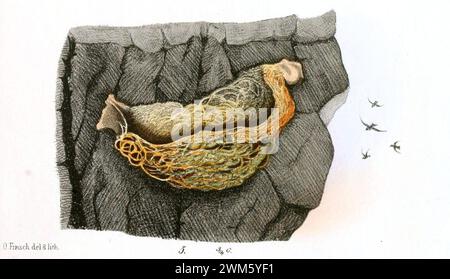 Beitrag zur Fauna Centralpolynesiens. Ornithologie der Viti-, Samoa- und Tonga-inselnPl14, 5, Aerodramus spodiopygius. Stockfoto