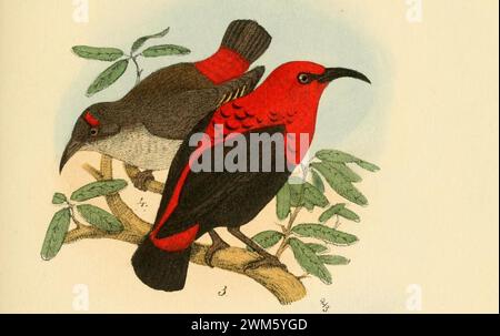 Beitrag zur Fauna Centralpolynesiens. Ornithologie der Viti-, Samoa- und Tonga-inselnPl7 (zugeschnitten). Stockfoto