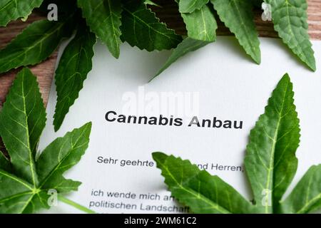 Augsburg, Bayern, Deutschland - 24. Februar 2024: Hanfblätter um ein Dokument mit der Inschrift: Cannabis Anbau *** Hanfblätter um ein Dokument mit Aufschrift: Cannabis Anbau Stockfoto