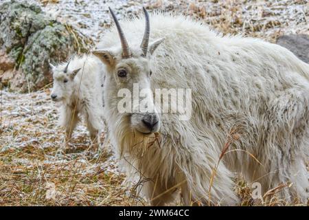 Bergziege und Kind in grasbewachsenen felsigen Hügeln Stockfoto