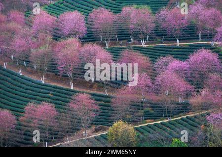 Kirschblüten in Sapa, Vietnam Stockfoto