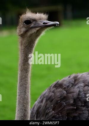 Ein südafrikanischer Strauß im Dartmoor Zoo Park, Devon, England. Stockfoto