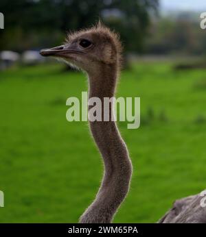 Ein südafrikanischer Strauß im Dartmoor Zoo Park, Devon, England. Stockfoto