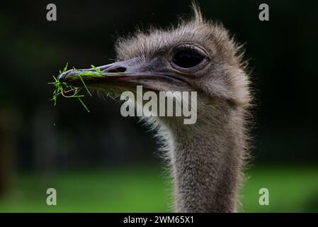 Der Kopf eines südafrikanischen Straußes im Dartmoor Zoo Park, Devon, England. Stockfoto